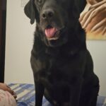 Pastilhas para o cuidado das articulações - 60 unidades (com 25 % de desconto) photo review