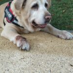 Pastilhas para o cuidado das articulações - 60 unidades (com 25 % de desconto) photo review